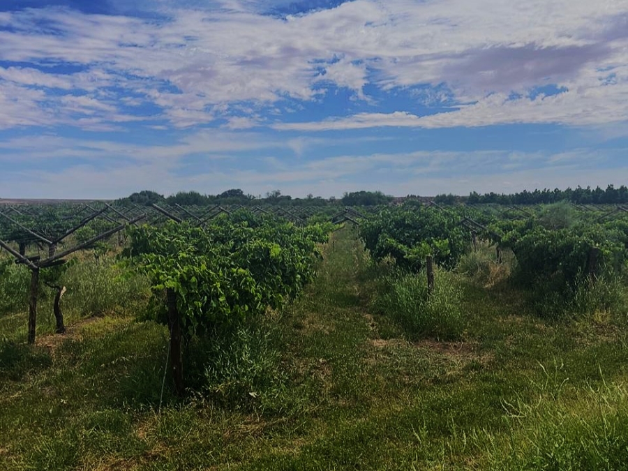 Commercial Property for Sale in Groblershoop Northern Cape